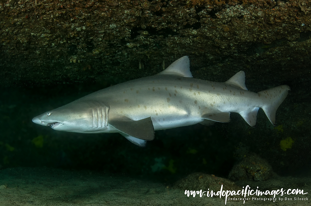 Diving with Grey Nurse Sharks