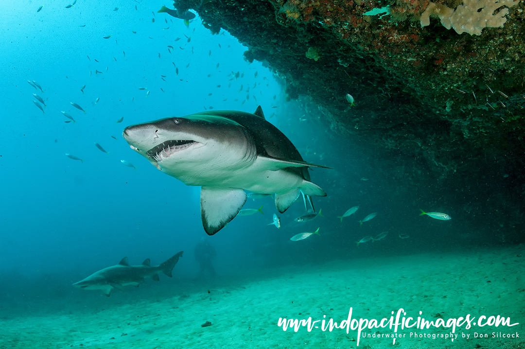 Australian Grey Nurse Shark