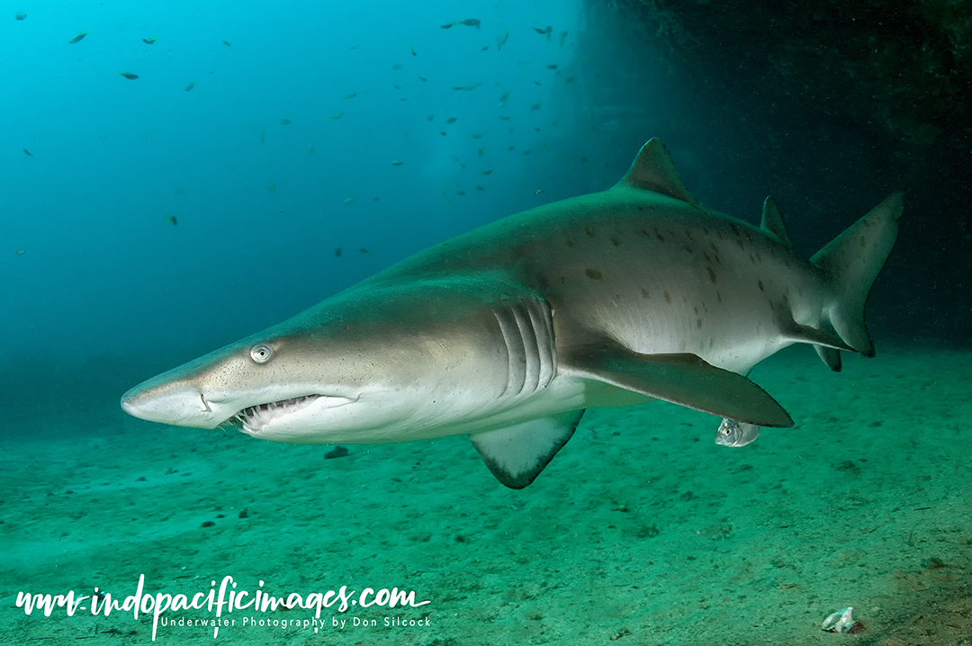 Grey Nurse Shark Persecution