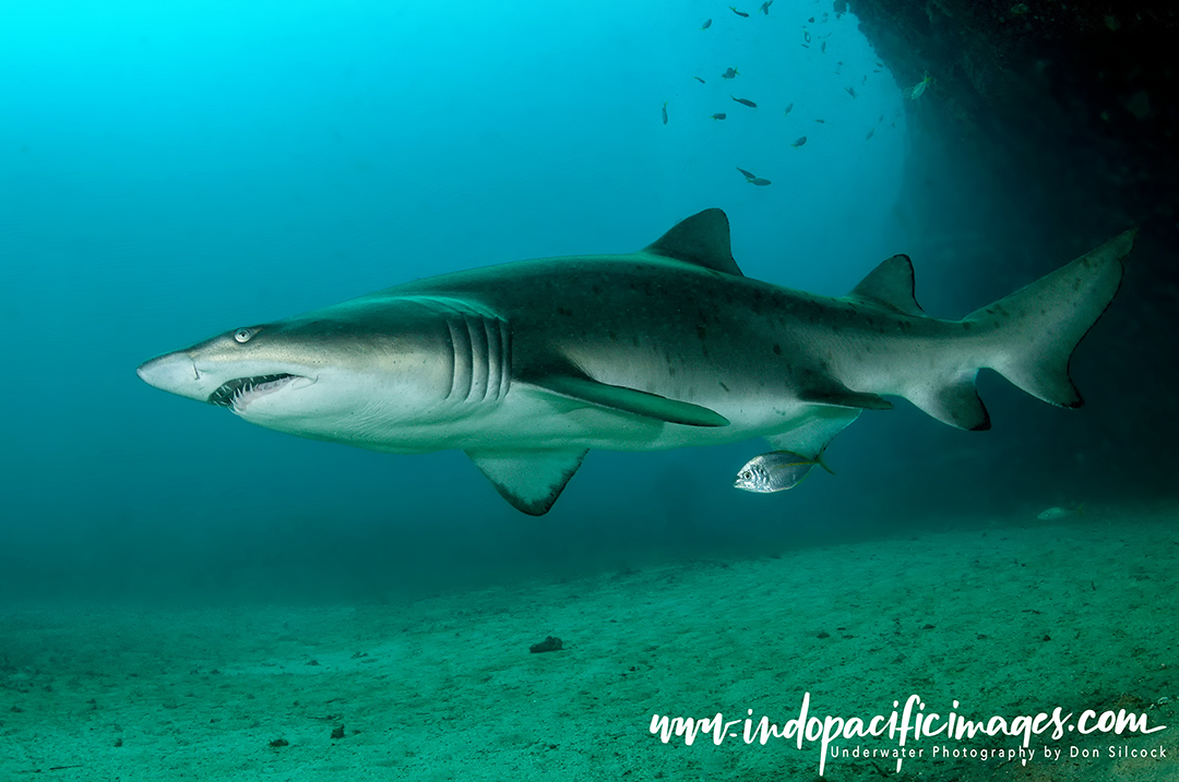 Diving with Grey Nurse Sharks