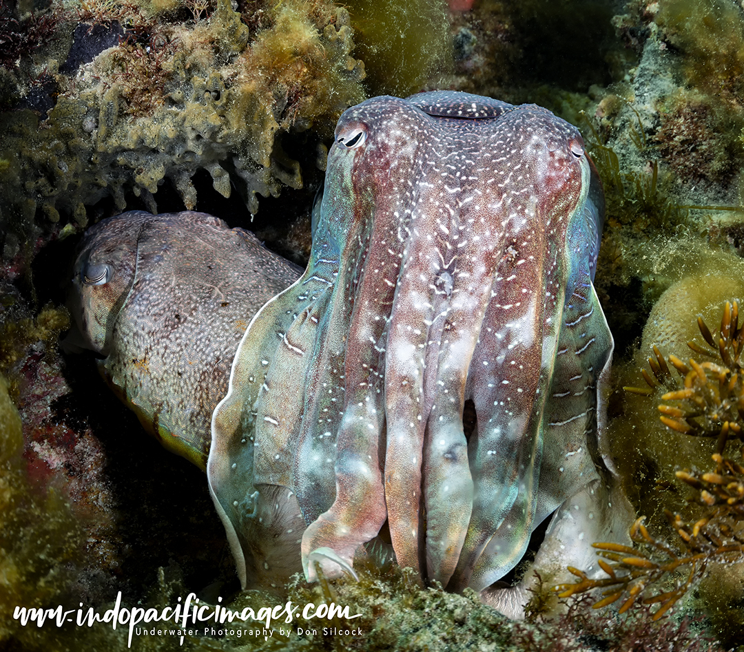 Whyalla Giant Cuttlefish aggregation