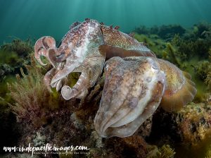 A pair of Australian Giant Cuttlefish