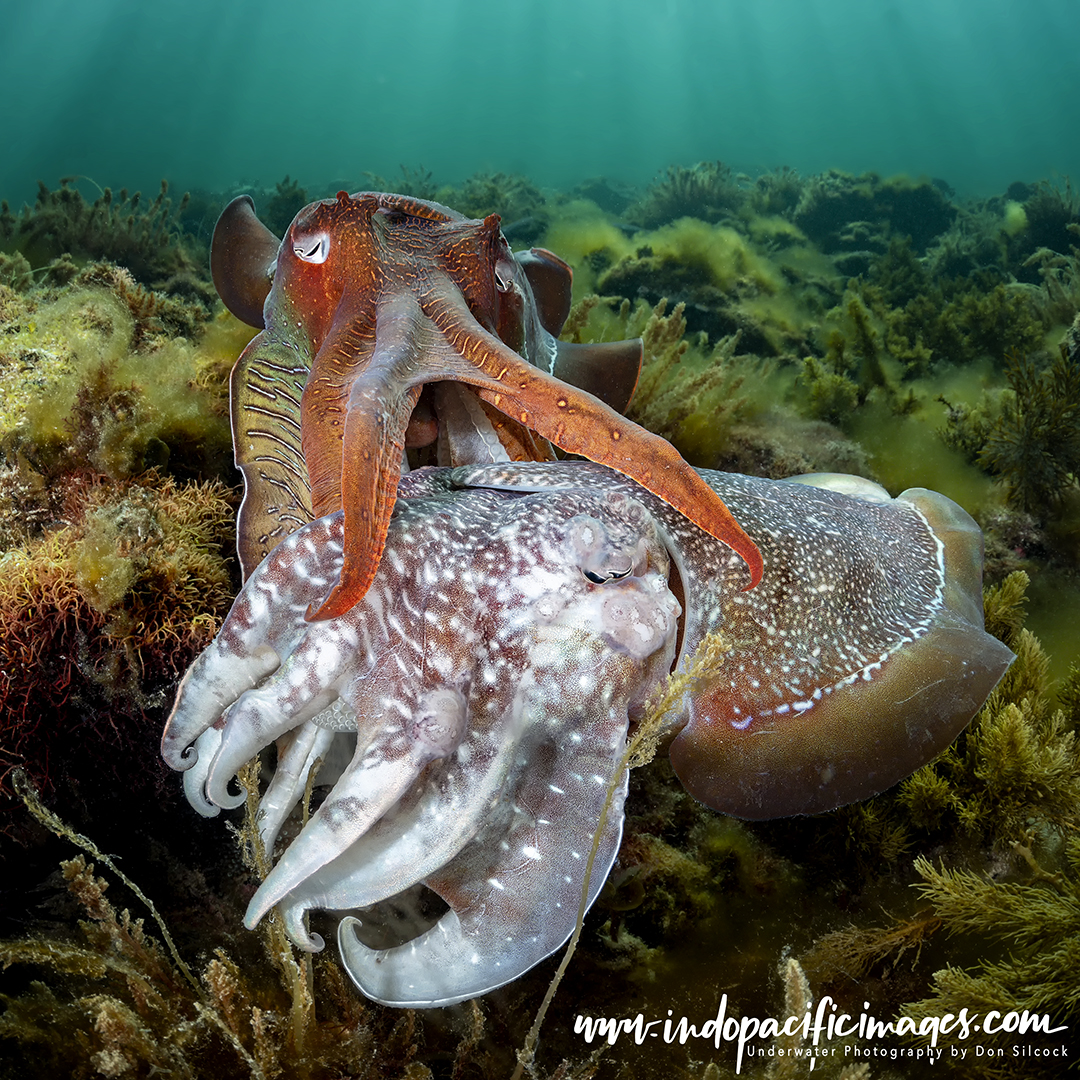 Whyalla Giant Cuttlefish Aggregation