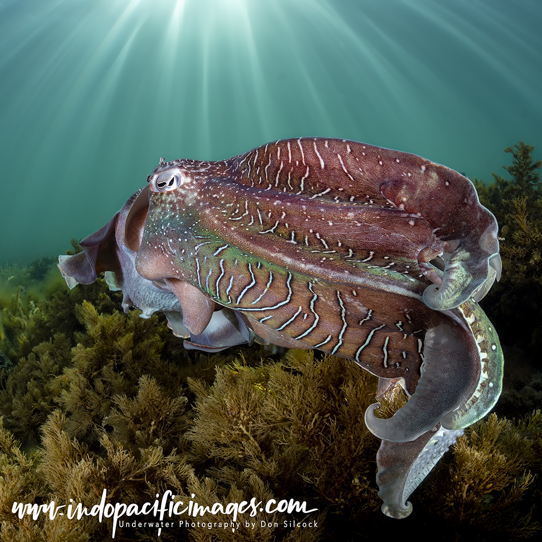 Whyalla Giant Cuttlefish Aggregation