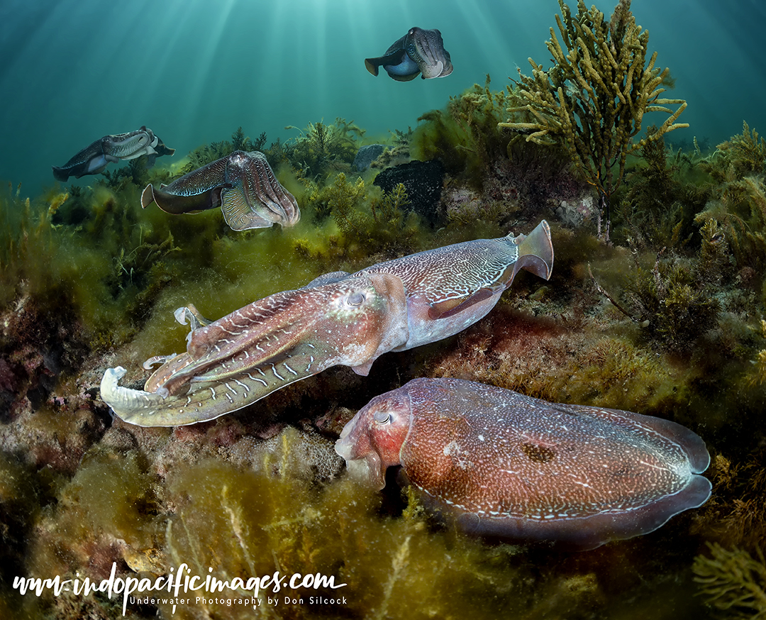 Giant Australian Cuttlefish