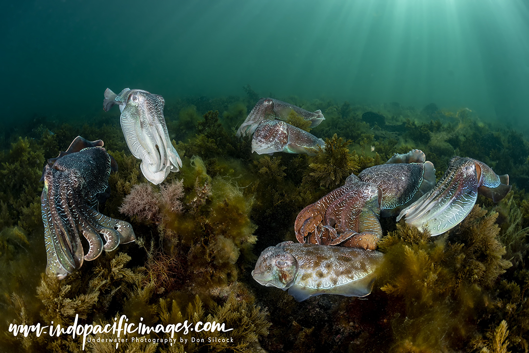 Whyalla Giant Cuttlefish aggregation
