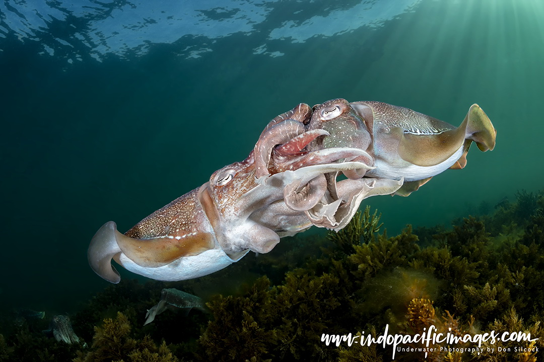 Mating Giant Australian Cuttlefish