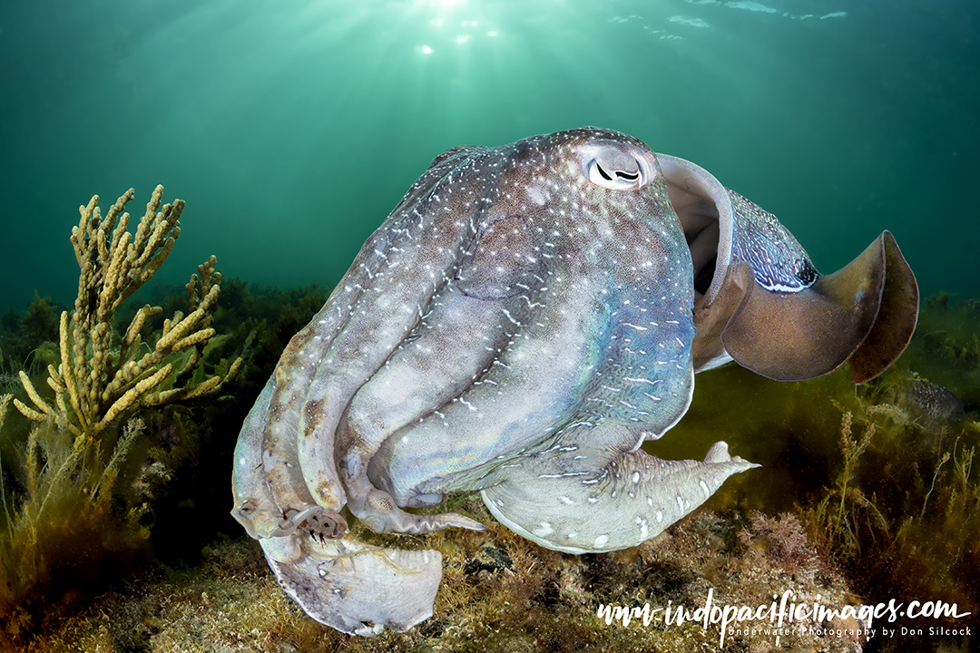 The Australian Giant Cuttlefish