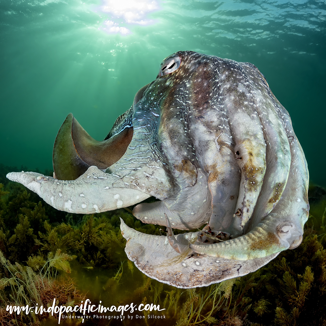 Whyalla Giant Cuttlefish aggregation