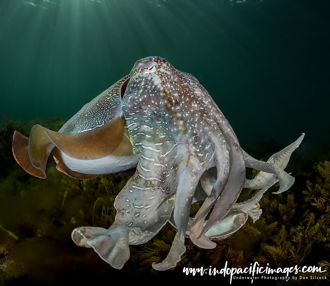 Photographing Giant Australian Cuttlefish 