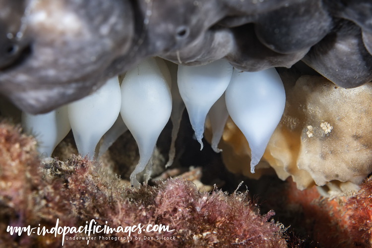 Cuttlefish Conservation in Whyalla