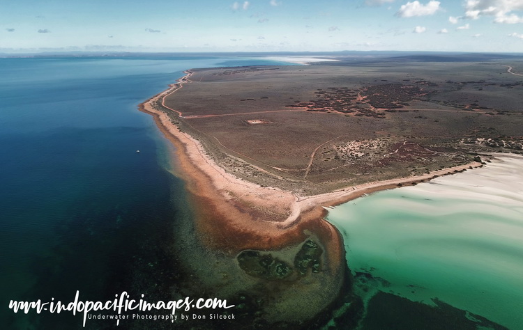 Cuttlefish conservation in Whyalla 