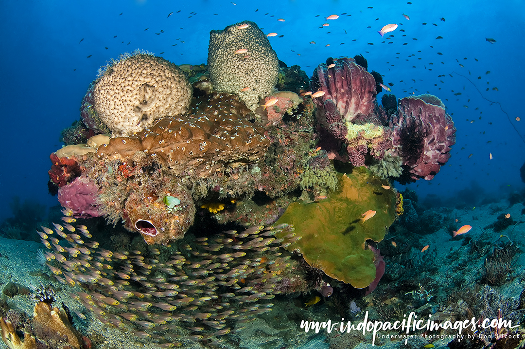 Scuba Diving in Timor Leste