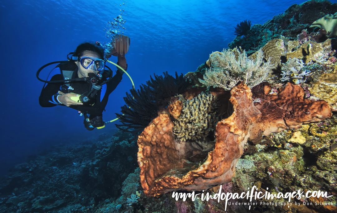 Diving Timor Leste