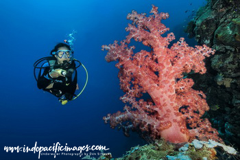 Diving Timor Leste