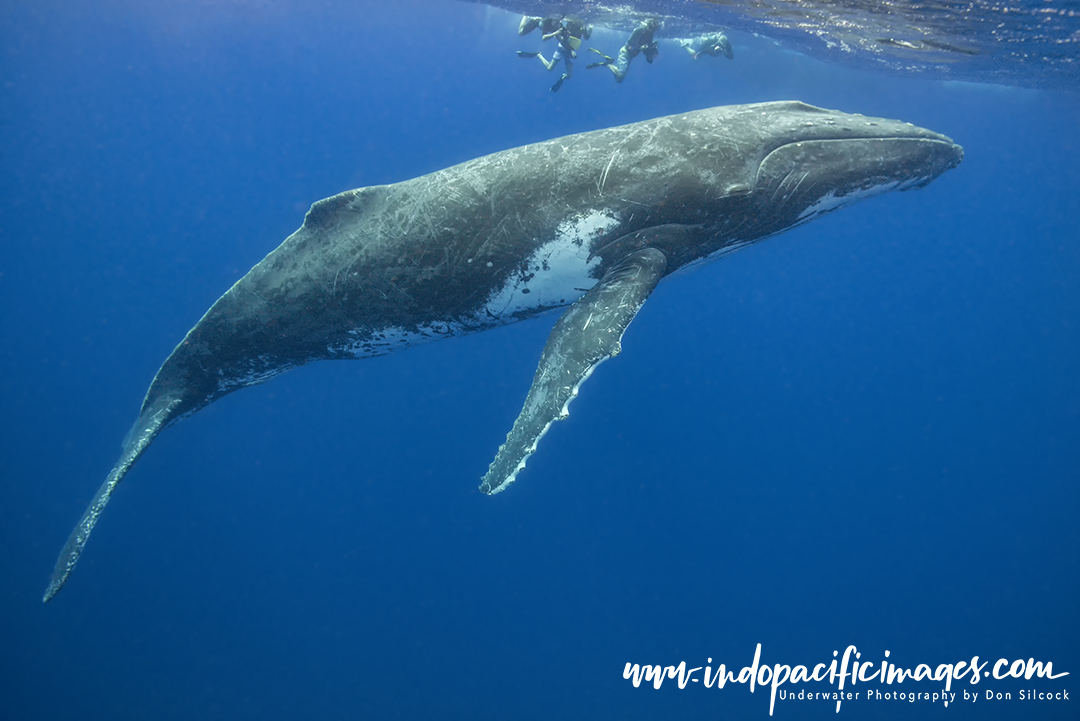 Tonga Humpback Whale Encounters