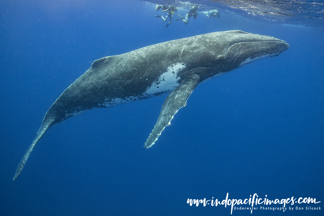 Humpback whale escort encounters