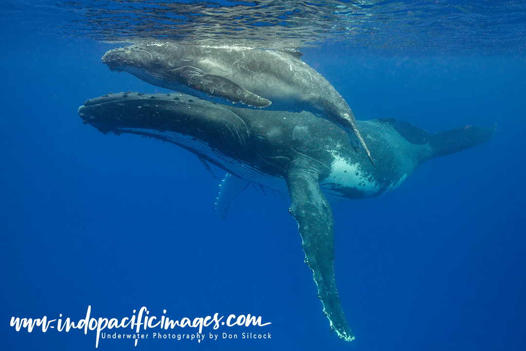Humpback mother and calf encounters