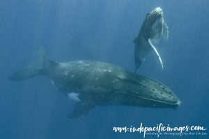 Humpback Mother and Calf Encounters