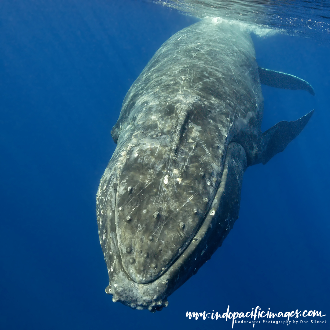 Humpback whale escort encounters