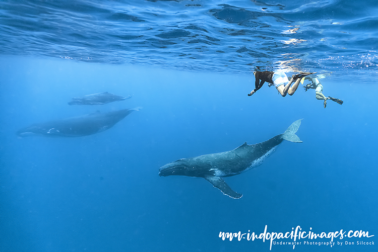 Swimming with humpback whales