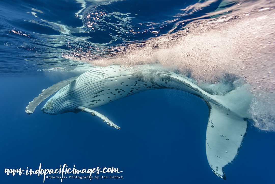Tonga Humpback Whale Encounters