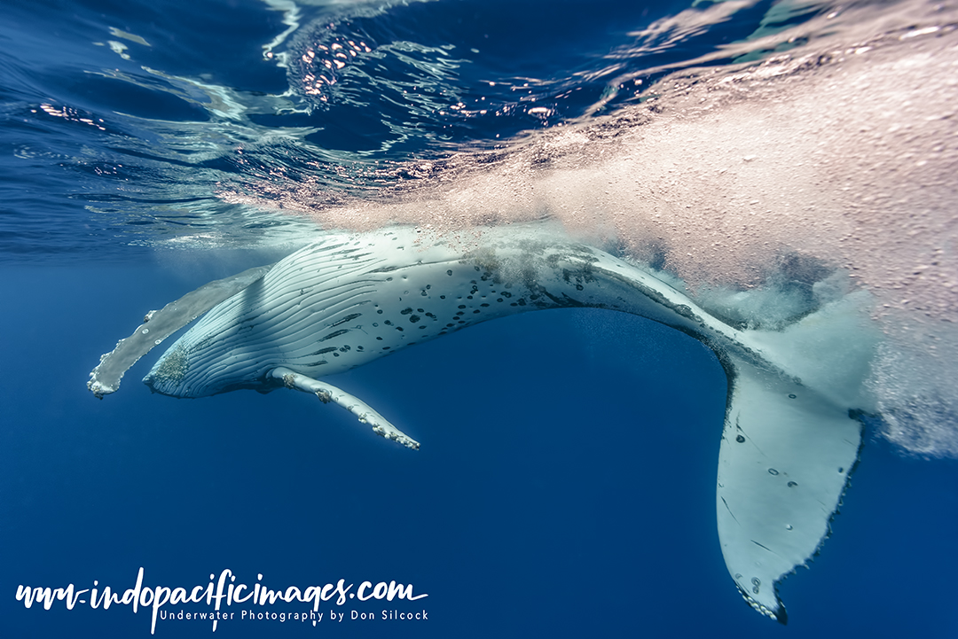 Humpback Playful Calf Encounters