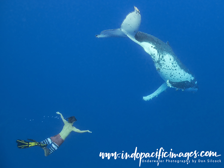 Humpback Whale Swimming in Tonga