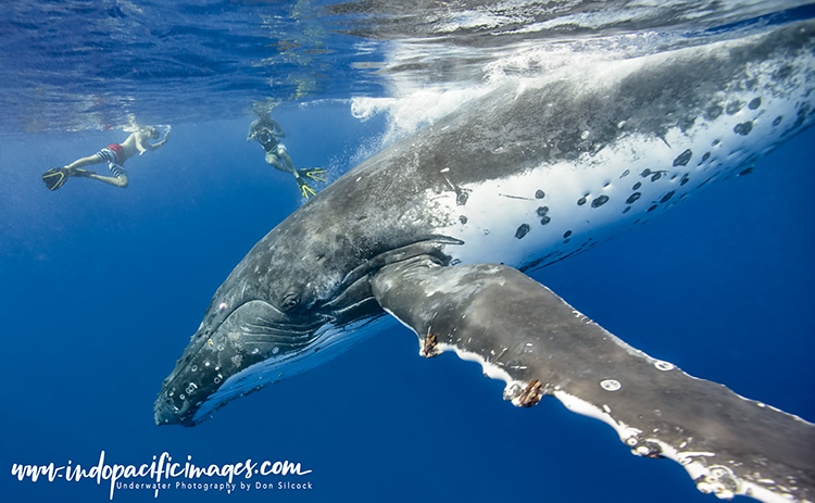Humpback Whale Swimming in Tonga