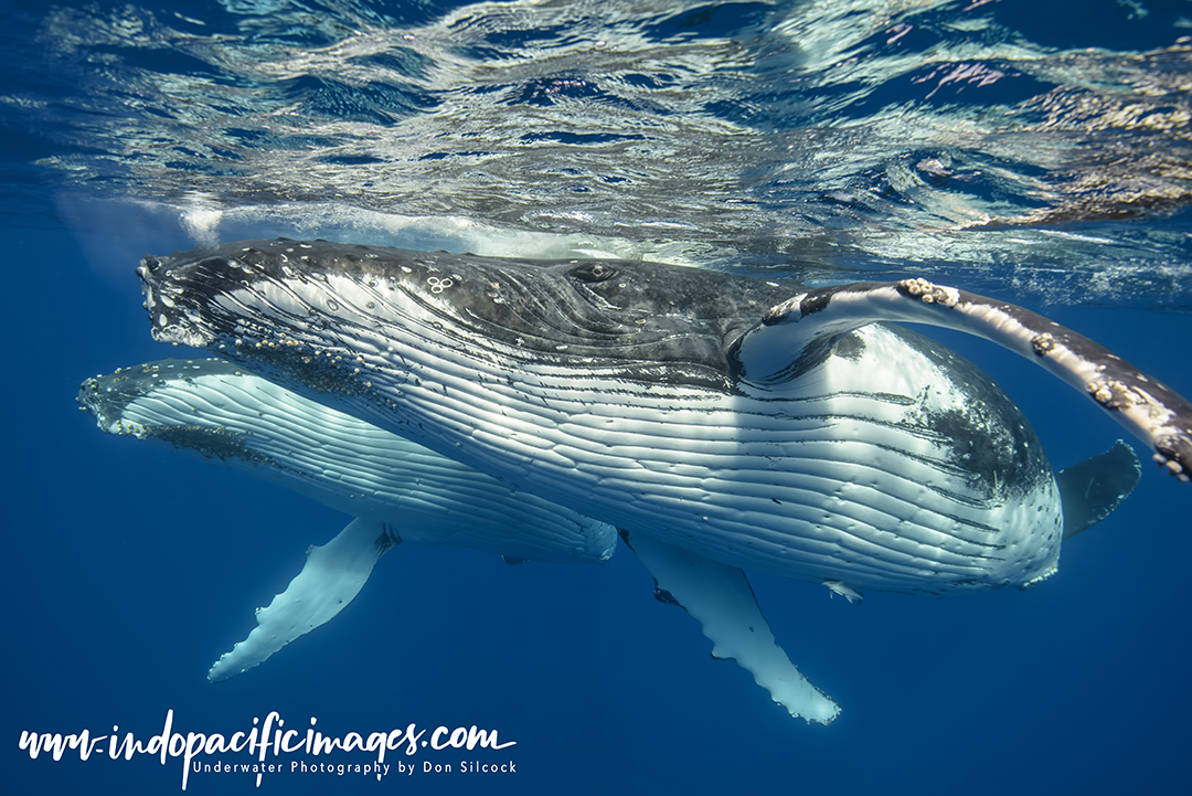 Humpback Competitive Group Encounters