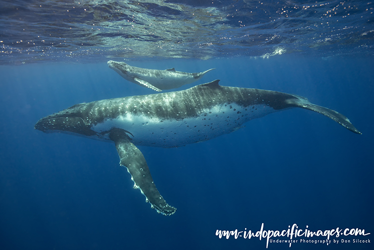 Tonga Humpback Whale Encounters