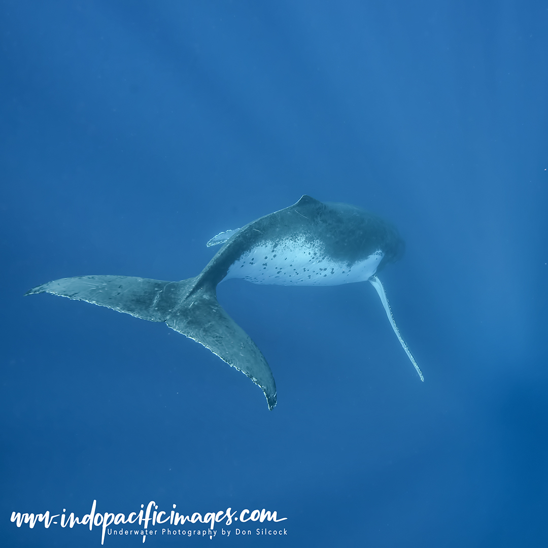 Humpback Whale Singer Encounters