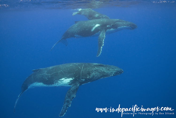 Humpback whale escort encounters