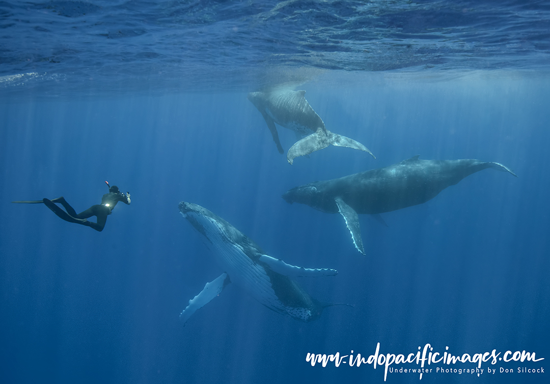 Whale swimming in Vavu'a