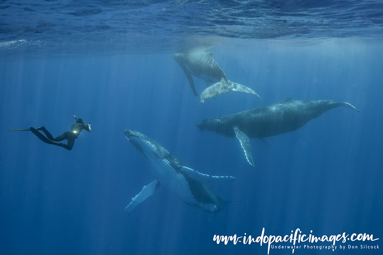 Humpback Whales of Tonga