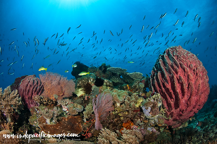 Diving Timor Leste