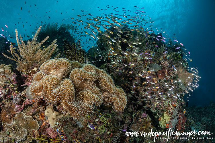 Diving Timor Leste