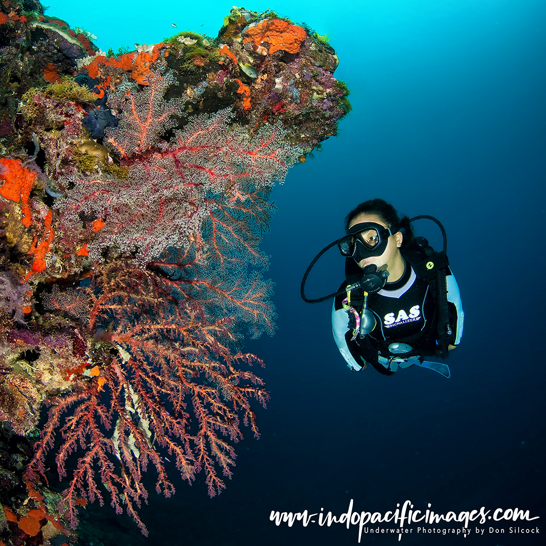 Diving Tufi Fjords