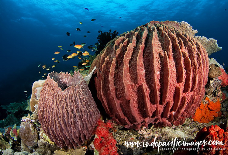 Offshore Reefs of Tufi