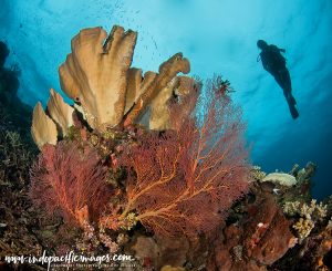 Diving New Guinea Island