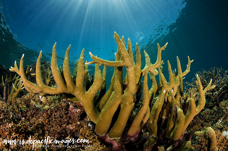 Offshore Reefs of Tufi