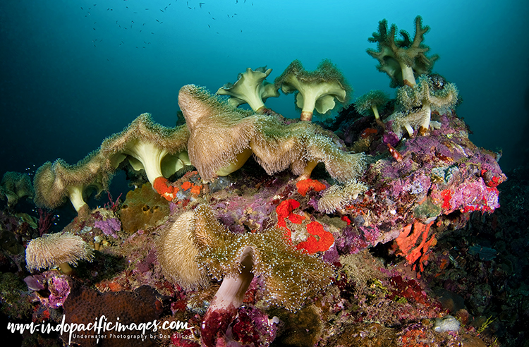 Diving Tufi Fjords