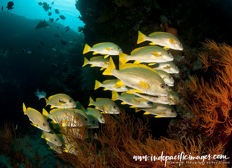 Diving New Ireland Province 