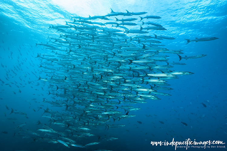 Diving New Ireland Province 