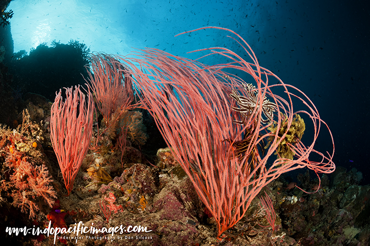 Diving New Ireland Province 