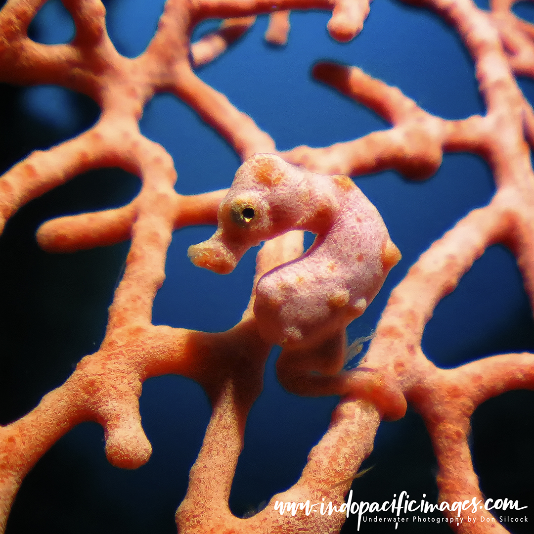 Underwater Photography in Papua New Guinea