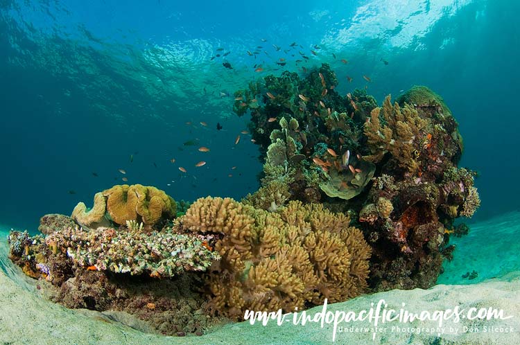 Where to Dive in Timor-Leste