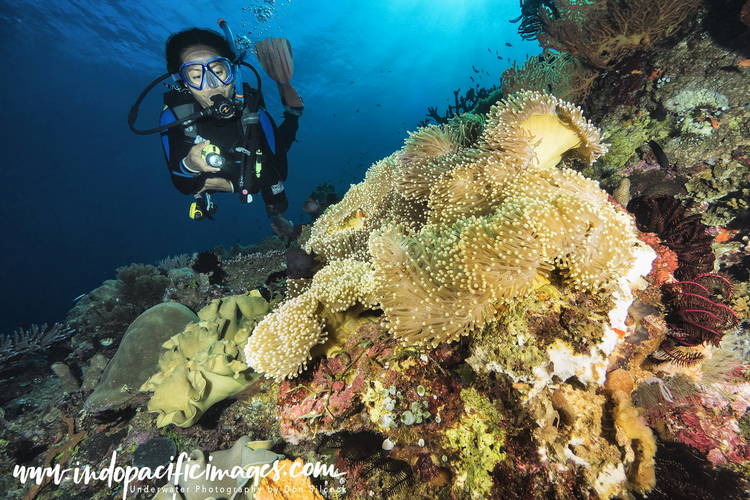 Where to Dive in Timor-Leste