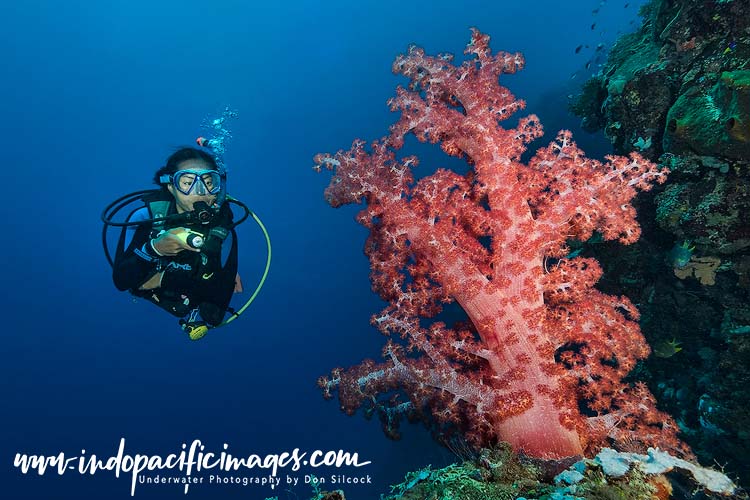 Where to Dive in Timor-Leste