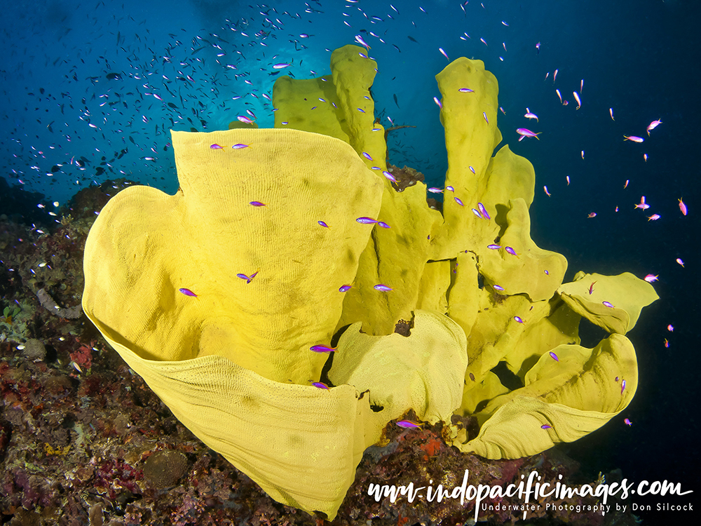 Underwater Photography in Papua New Guinea